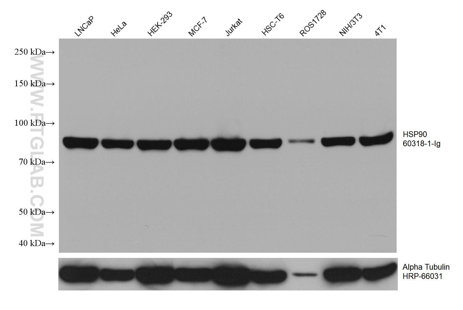 Various lysates were subjected to SDS PAGE followed by western blot with 60318-1-Ig (HSP90 antibody) at dilution of 1:20000 incubated at room temperature for 1.5 hours. The membrane was stripped and reblotted with HRP-conjugated Alpha Tubulin Monoclonal antibody (HRP-66031) as loading control.
