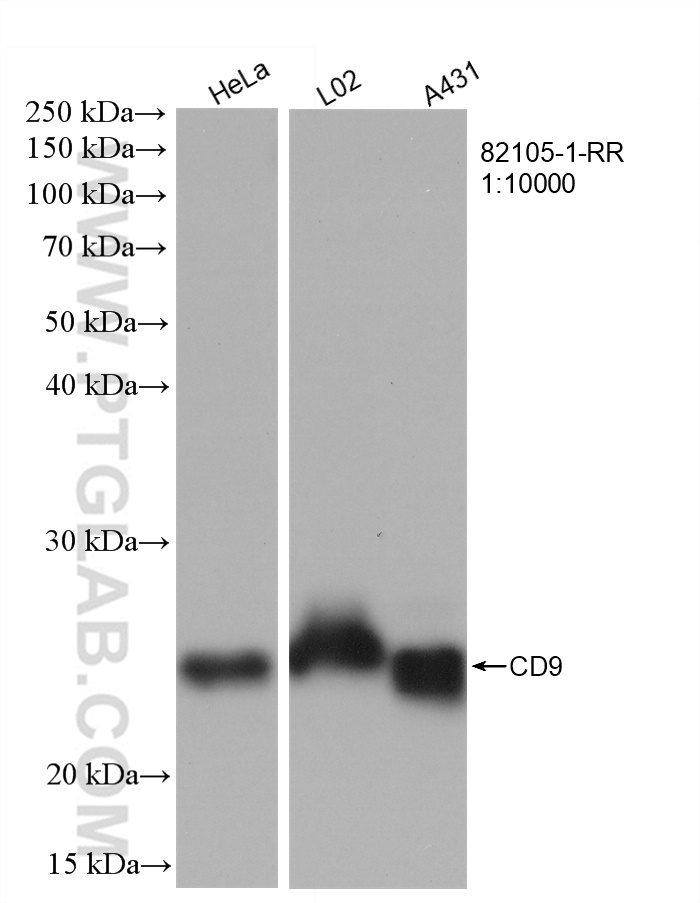 Various lysates were subjected to SDS PAGE followed by western blot with 82105-1-RR (CD9 antibody) at dilution of 1:10000 incubated at room temperature for 1.5 hours.