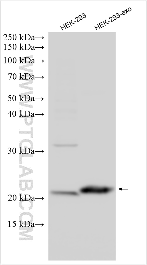 HEK-293 cells and HEK-293-derived exosomes (HEK-293-exo) were subjected to SDS PAGE followed by western blot with 66866-1-Ig (CD81 antibody) at dilution of 1:8000 incubated at room temperature for 1.5 hours.
