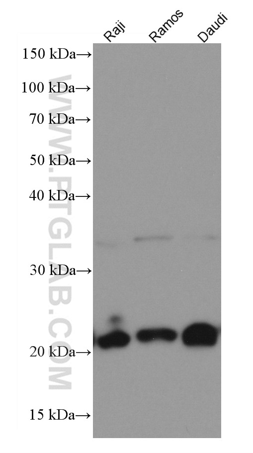 Various lysates were subjected to SDS PAGE followed by western blot with 66866-1-Ig (CD81 antibody) at dilution of 1:3000 incubated at room temperature for 1.5 hours.