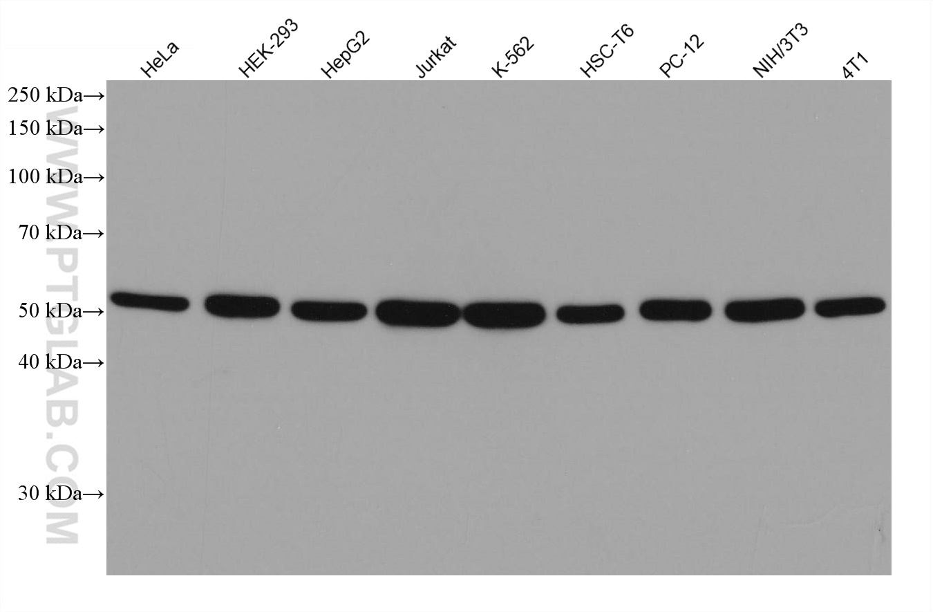 Various lysates were subjected to SDS PAGE followed by western blot with 66031-1-Ig (alpha Tubulin antibody) at dilution of 1:100000 incubated at room temperature for 1.5 hours. SA00001-1 (HRP-conjugated Affinipure Goat Anti-Mouse IgG(H+L) as secondary antibody. 


