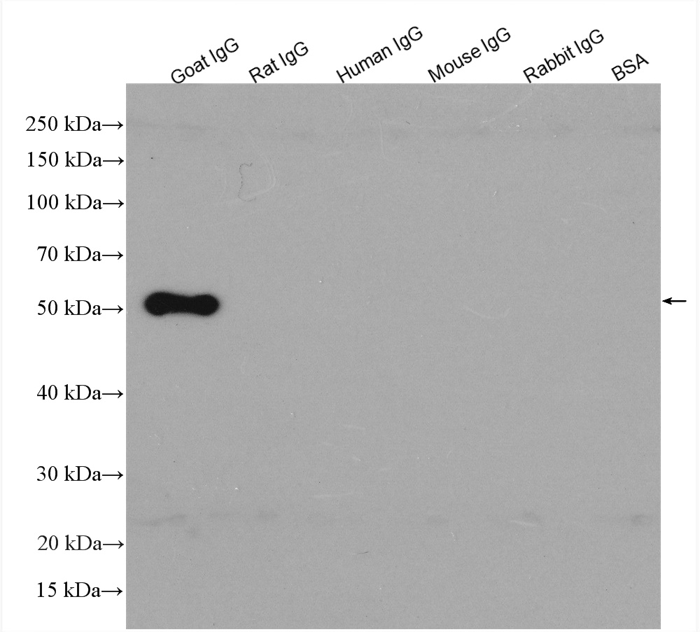 IgG proteins of various species were subjected to SDS PAGE followed by western blot with SA00001-3 (HRP-conjugated Affinipure Donkey Anti-Goat IgG(H+L) at dilution of 1:3000 incubated at room temperature for 1.5 hours.
