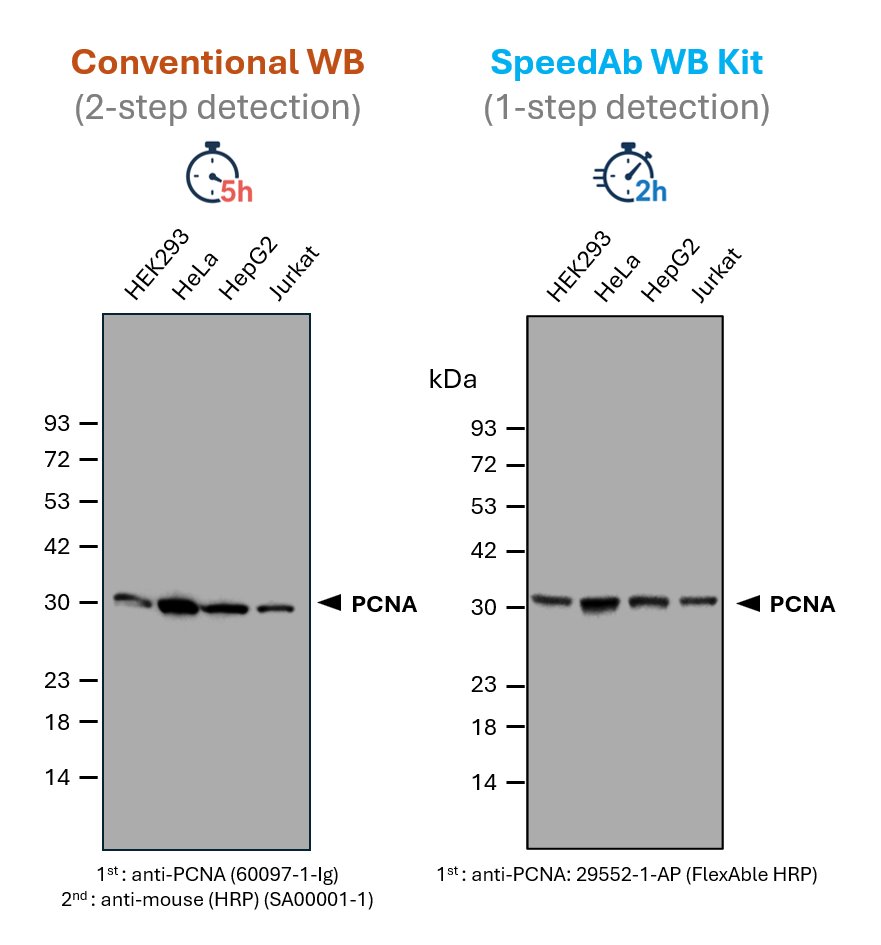 SpeedAb WB Kit for detection of mouse IgG1