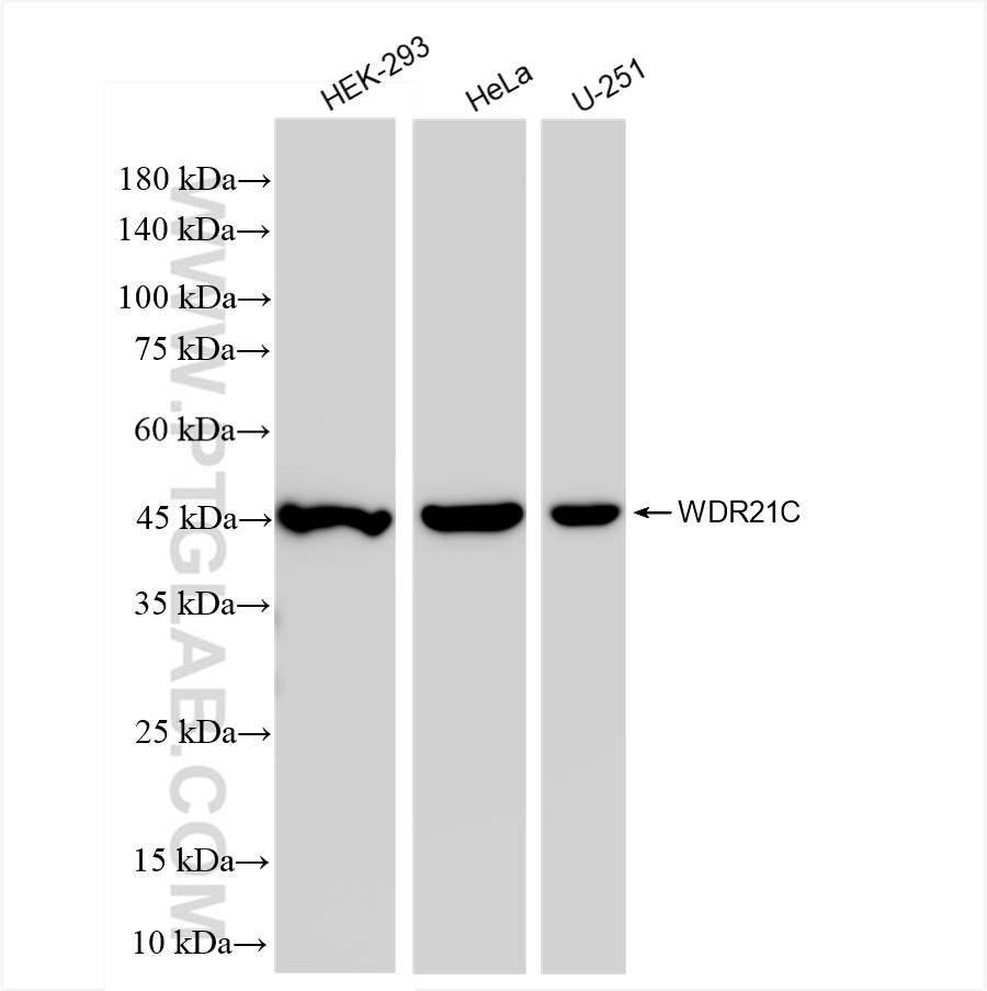 Western Blot (WB) analysis of various lysates using WDR21C Recombinant antibody (83802-4-RR)