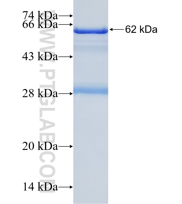 WDR21C fusion protein Ag30748 SDS-PAGE