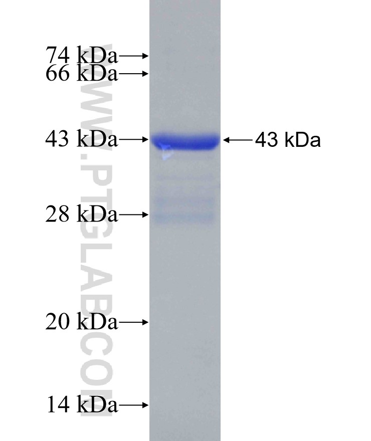 WDR45 fusion protein Ag29727 SDS-PAGE