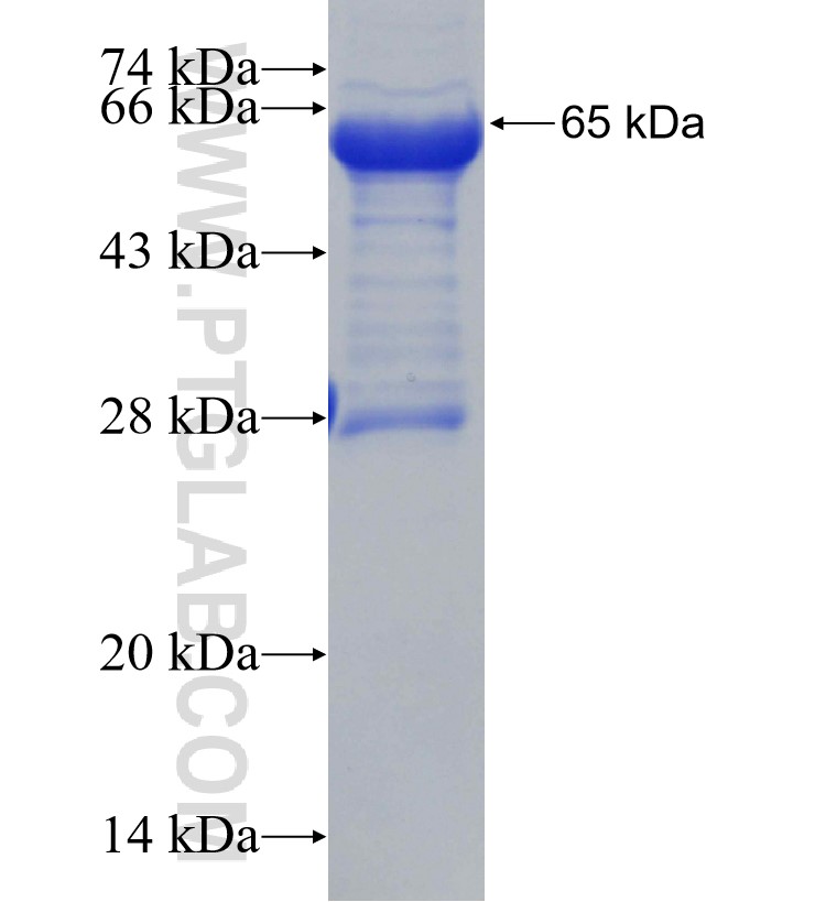 WDR47 Fusion Protein Ag30853 | Proteintech