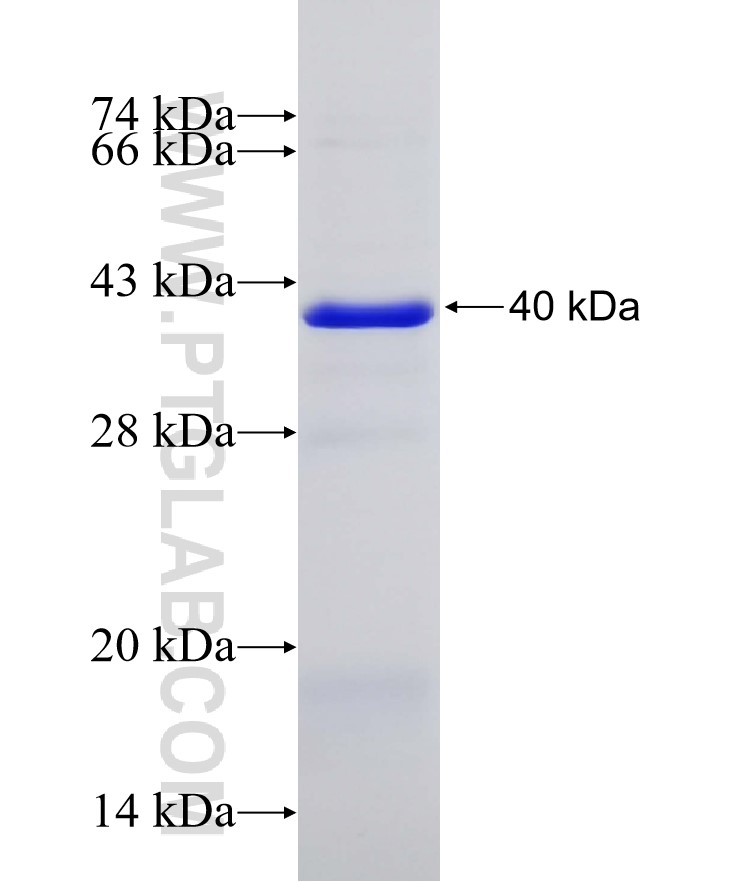 WDR59 fusion protein Ag23495 SDS-PAGE