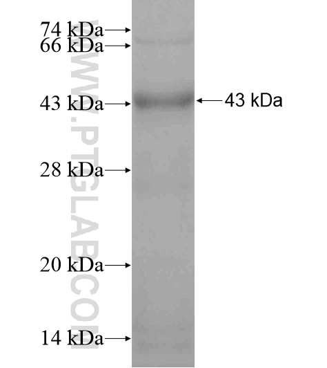 WDR7 fusion protein Ag19072 SDS-PAGE