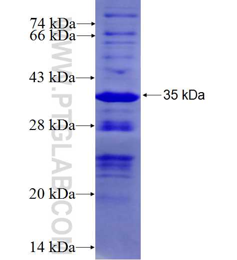 WDR70 fusion protein Ag27019 SDS-PAGE