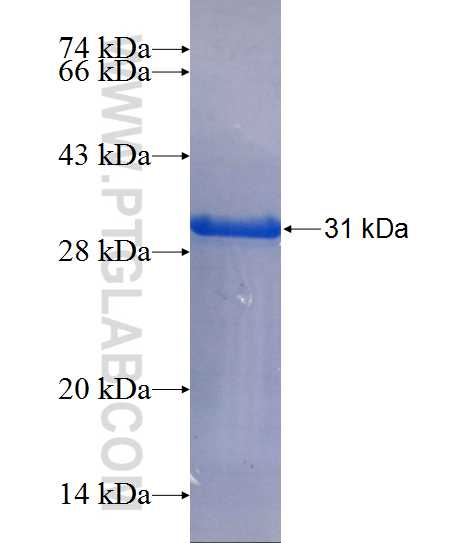 WDR74 fusion protein Ag25126 SDS-PAGE