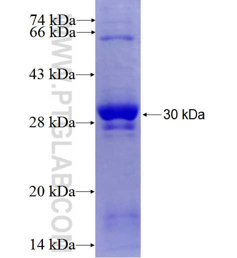 WDR8 fusion protein Ag26284 SDS-PAGE