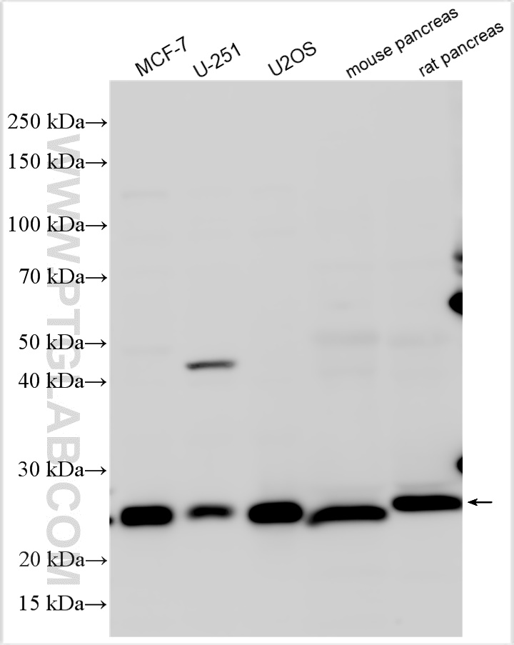 NTAQ1/WDYHV1