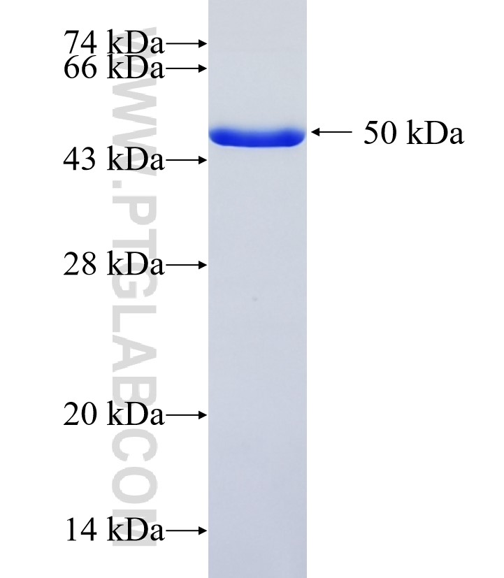 WDYHV1 fusion protein Ag14713 SDS-PAGE