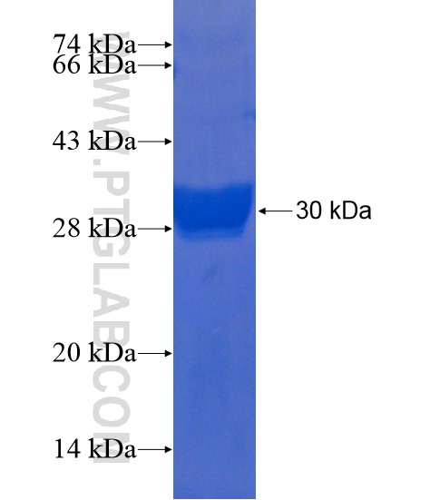 WFDC11 fusion protein Ag22254 SDS-PAGE