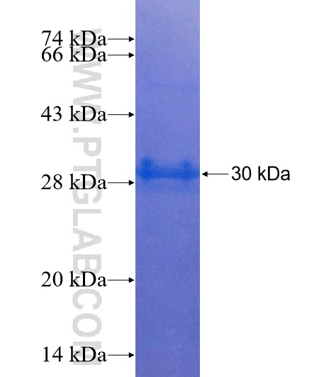 WFDC9 fusion protein Ag23727 SDS-PAGE