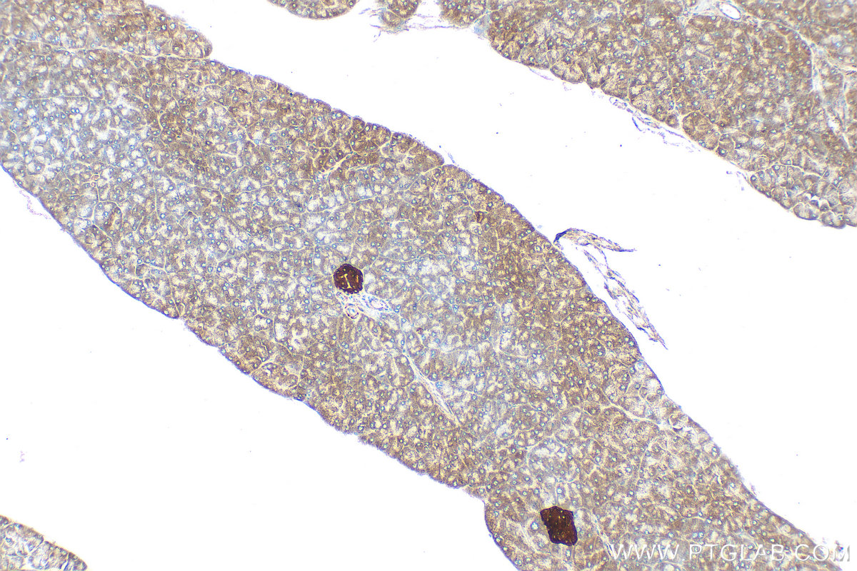Immunohistochemistry (IHC) staining of mouse pancreas tissue using WFS1 Polyclonal antibody (26995-1-AP)