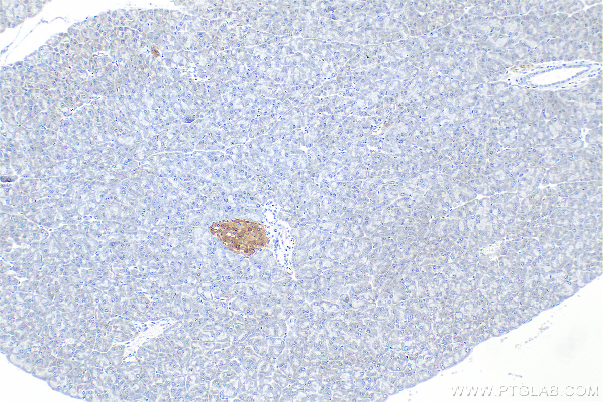 Immunohistochemistry (IHC) staining of mouse pancreas tissue using WFS1 Polyclonal antibody (26995-1-AP)