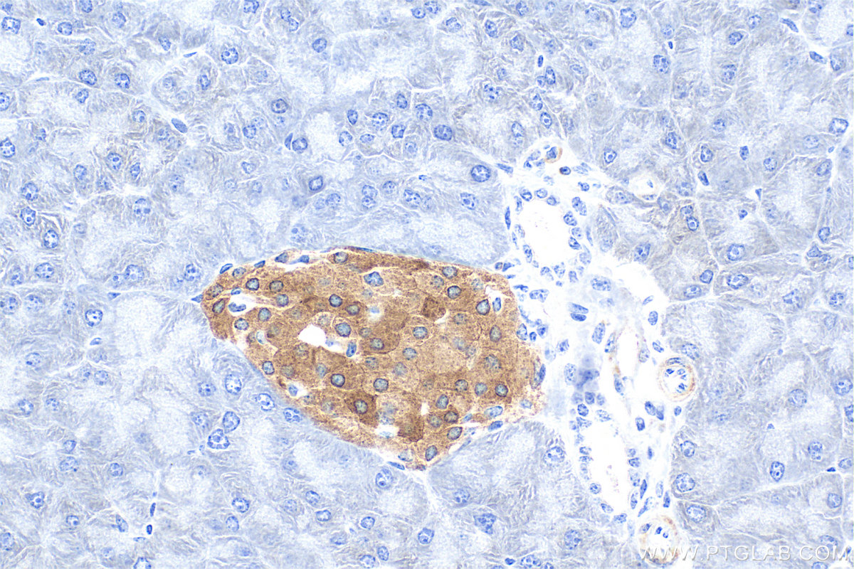 Immunohistochemistry (IHC) staining of mouse pancreas tissue using WFS1 Polyclonal antibody (26995-1-AP)