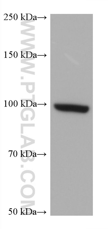 Western Blot (WB) analysis of A172 cells using WFS1 Monoclonal antibody (67291-1-Ig)