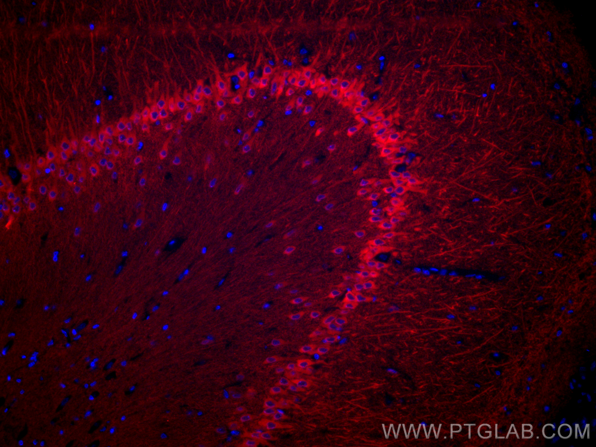 Immunofluorescence (IF) / fluorescent staining of rat brain tissue using CoraLite® Plus 594-conjugated WFS1 Polyclonal anti (CL594-26995)