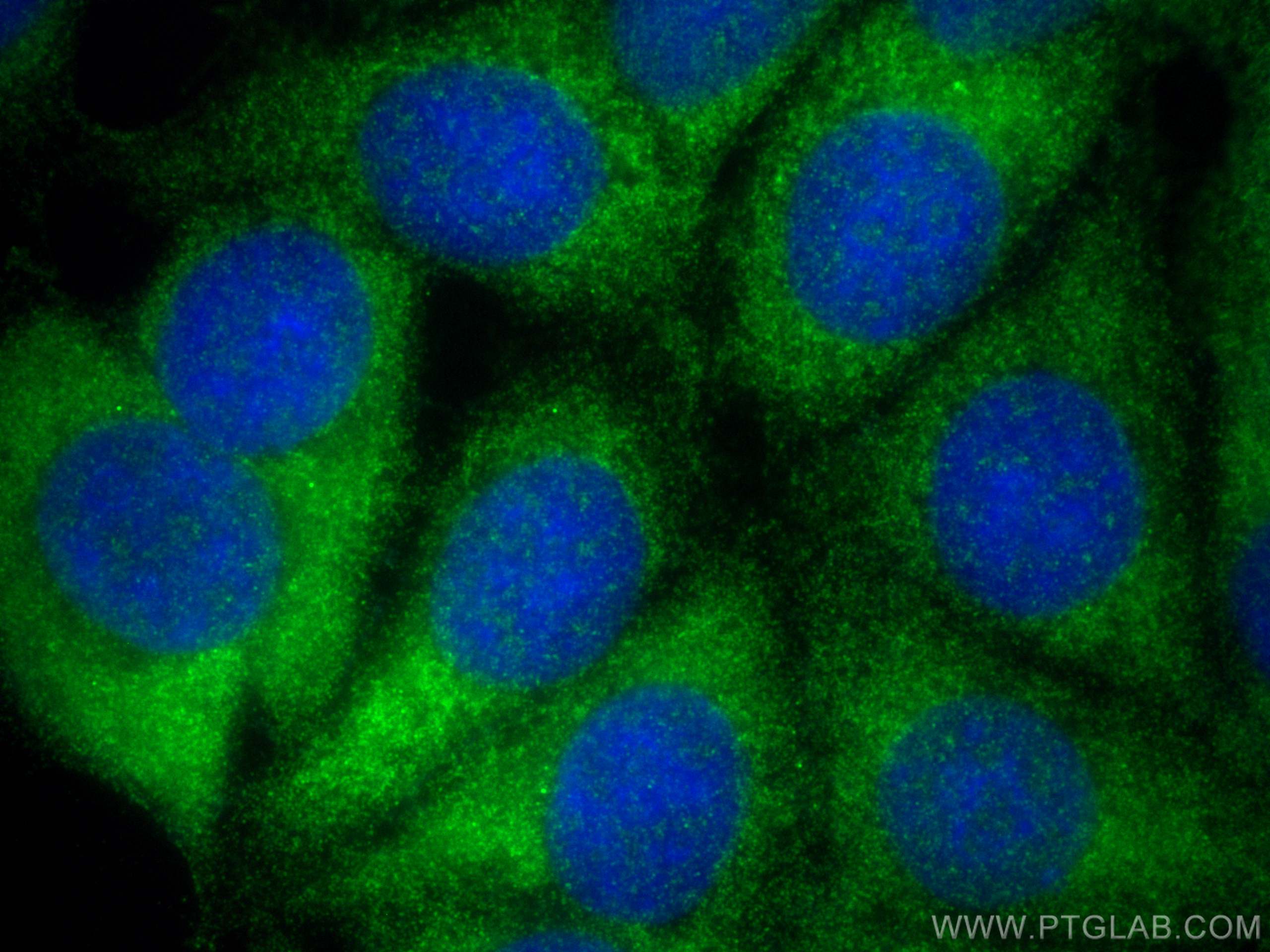 Immunofluorescence (IF) / fluorescent staining of MCF-7 cells using WISP3 Polyclonal antibody (26406-1-AP)