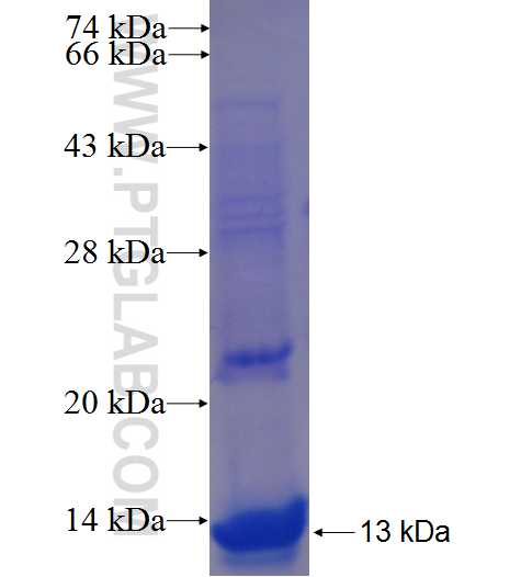 WISP3 fusion protein Ag24008 SDS-PAGE