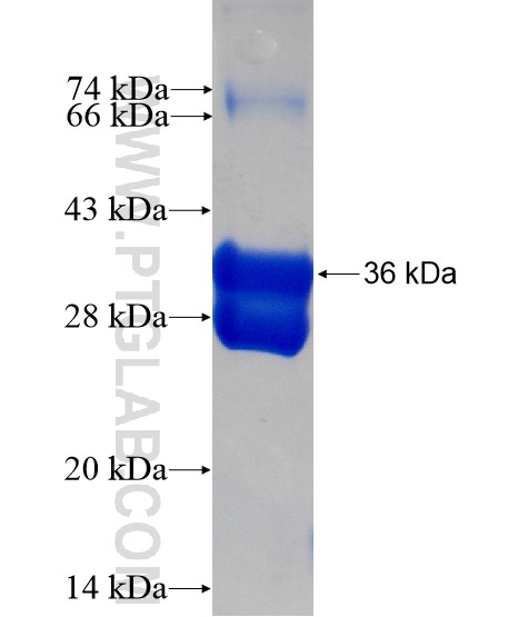 WIT1 fusion protein Ag7728 SDS-PAGE