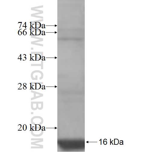 WIT1 fusion protein Ag7733 SDS-PAGE