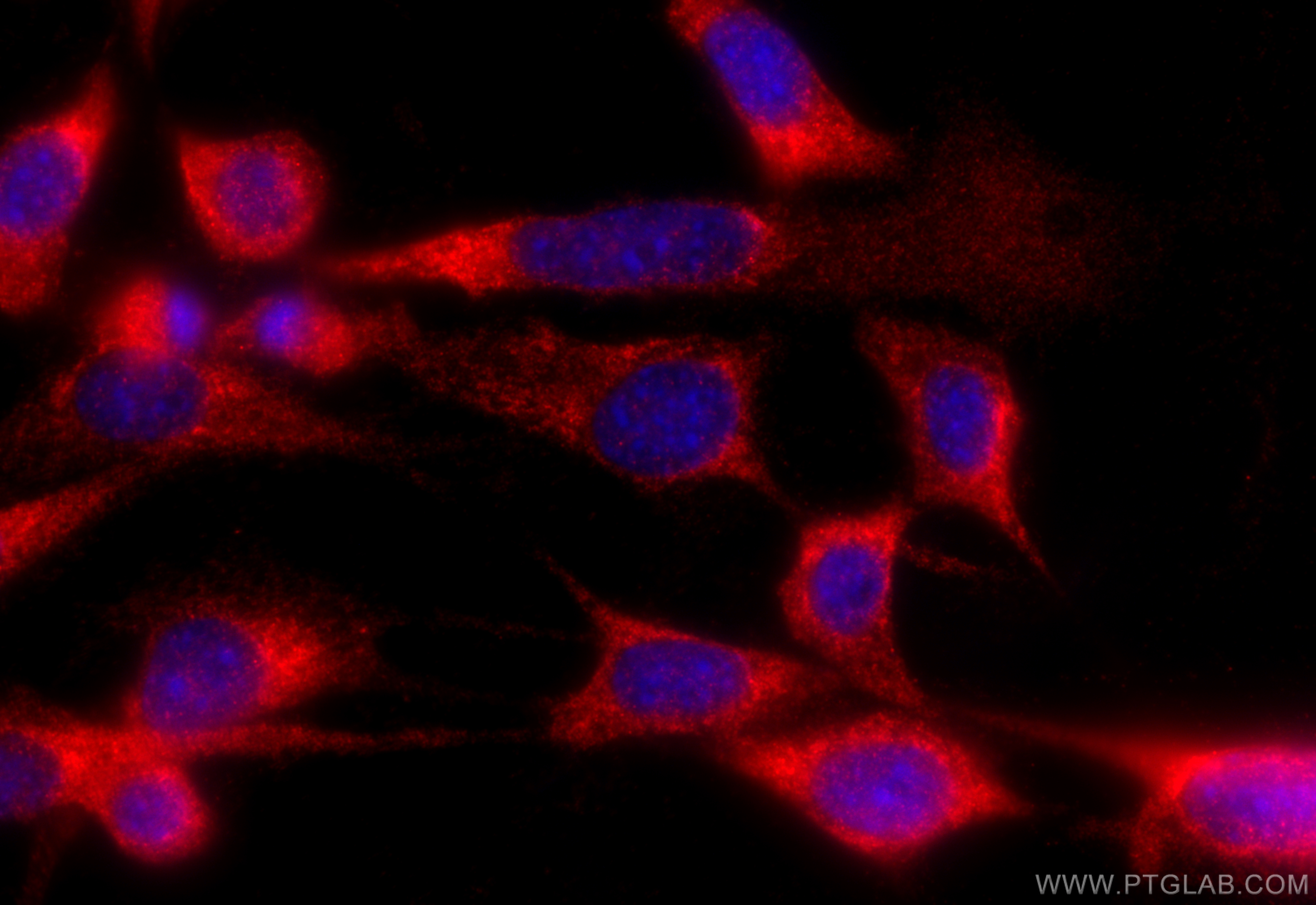 Immunofluorescence (IF) / fluorescent staining of NIH/3T3 cells using WNT1 Polyclonal antibody (27935-1-AP)