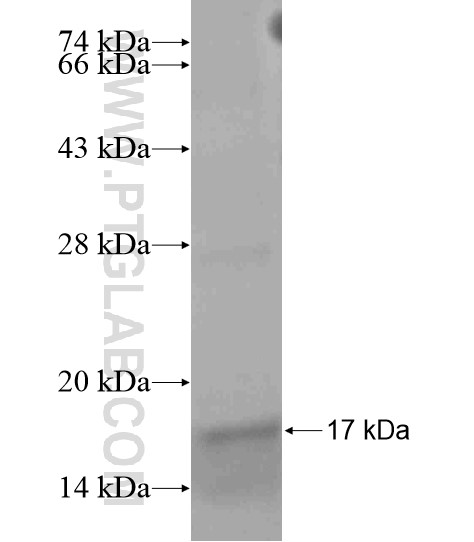 WNT10A fusion protein Ag19395 SDS-PAGE