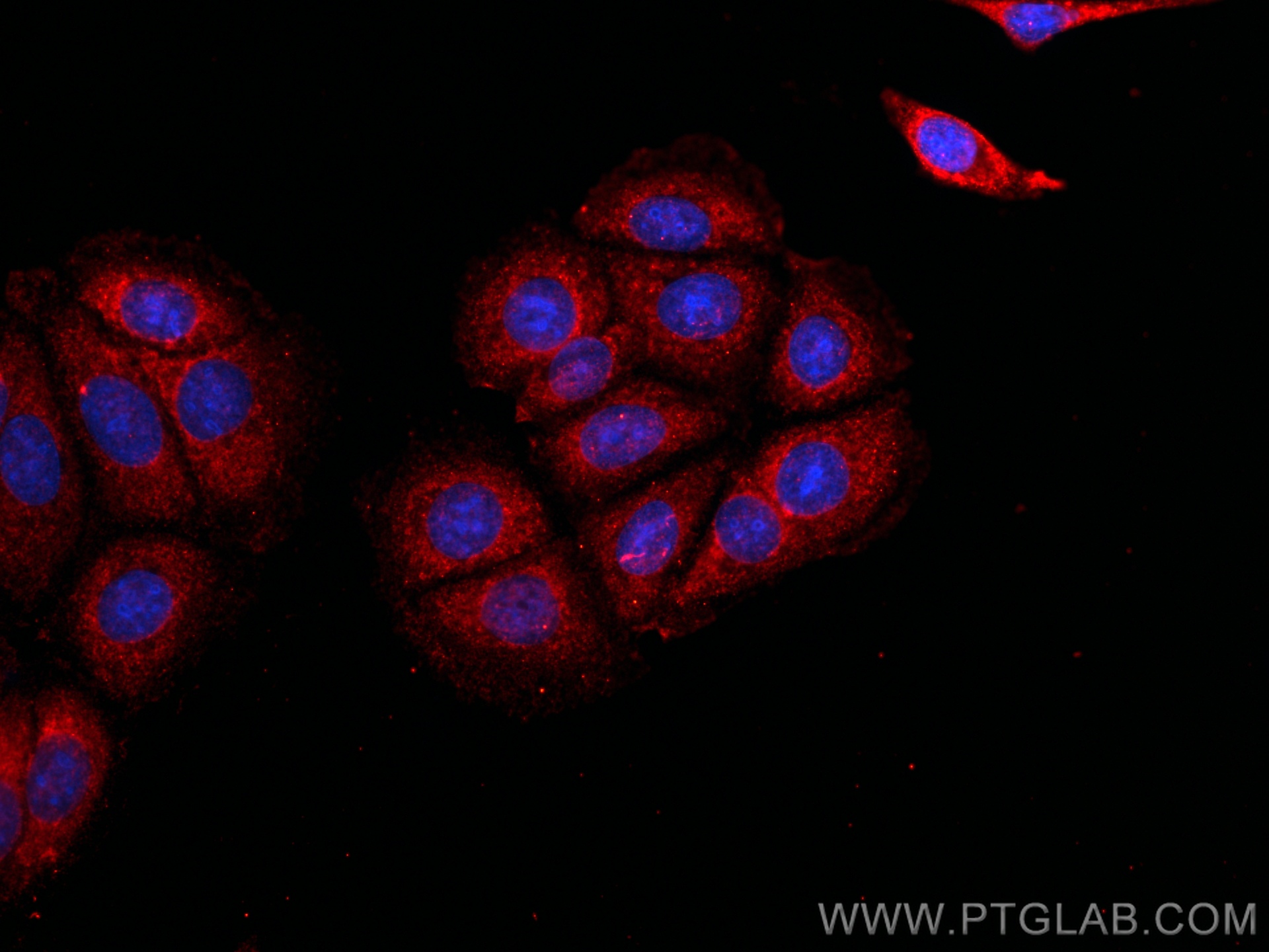 Immunofluorescence (IF) / fluorescent staining of MCF-7 cells using CoraLite®594-conjugated WNT2 Monoclonal antibody (CL594-66656)