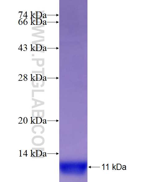 WNT2B fusion protein Ag28705 SDS-PAGE