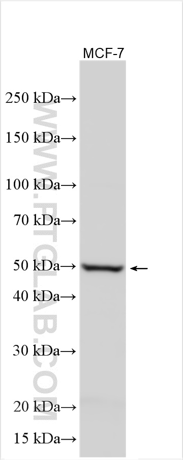 Western Blot (WB) analysis of various lysates using WNT3A Polyclonal antibody (26744-1-AP)