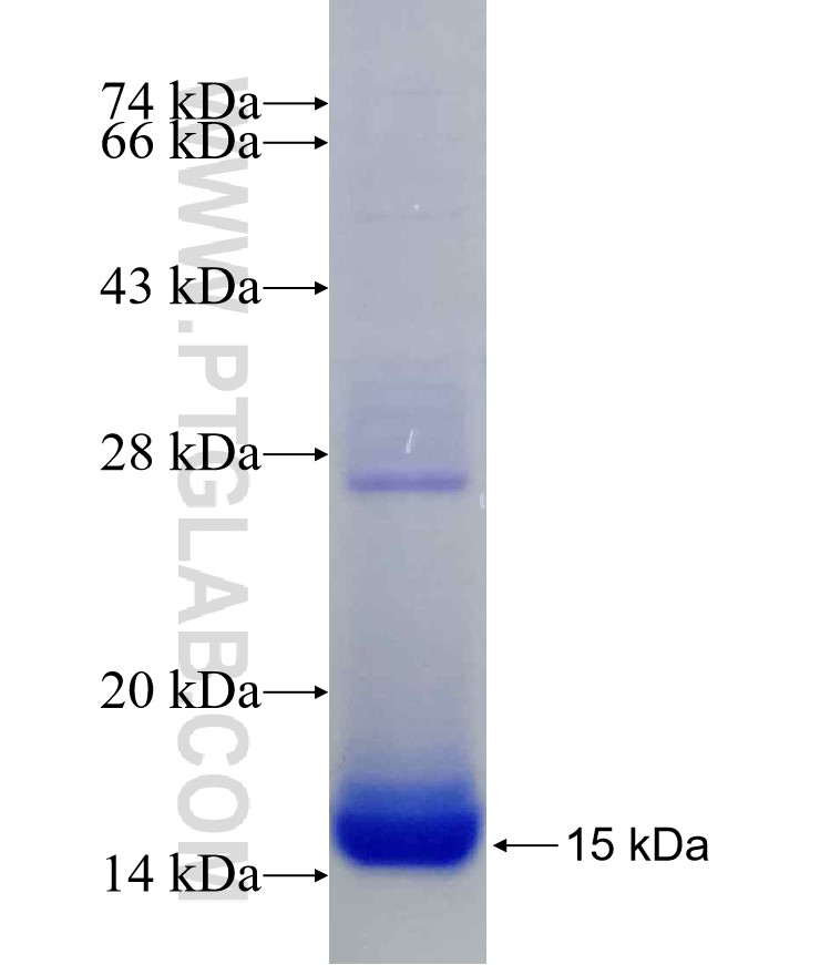 WNT3A fusion protein Ag17232 SDS-PAGE