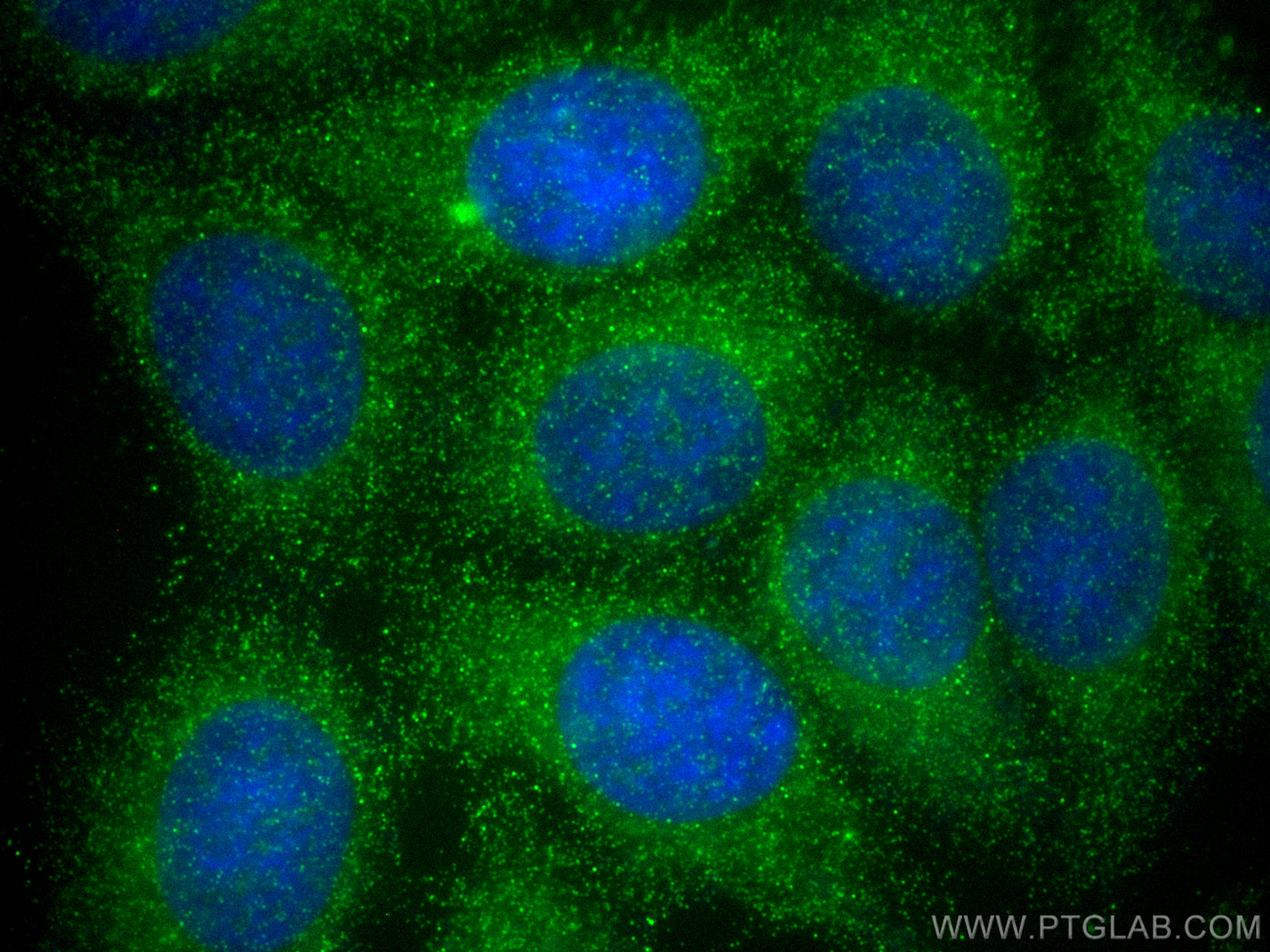 Immunofluorescence (IF) / fluorescent staining of MCF-7 cells using WNT4 Polyclonal antibody (14371-1-AP)