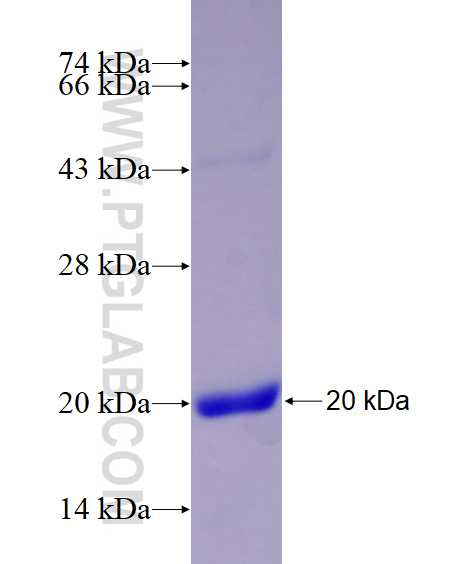 WNT5B fusion protein Ag27564 SDS-PAGE