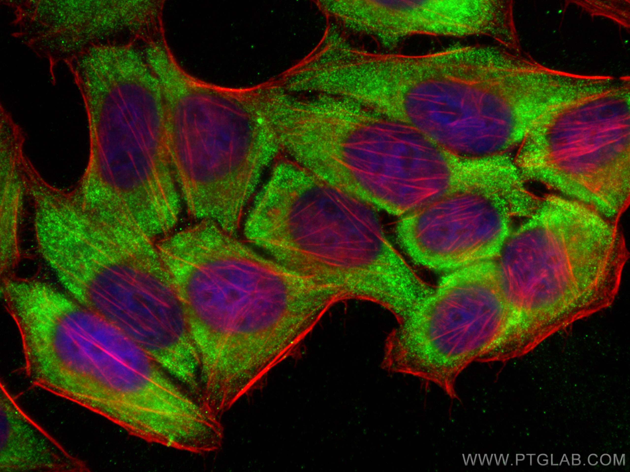 Immunofluorescence (IF) / fluorescent staining of HepG2 cells using WNT7A Polyclonal antibody (10605-1-AP)