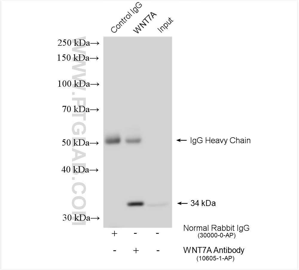 Immunoprecipitation (IP) experiment of mouse kidney tissue using WNT7A Polyclonal antibody (10605-1-AP)