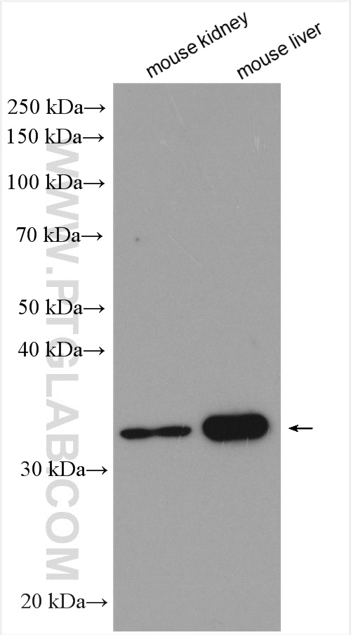 Western Blot (WB) analysis of various lysates using WNT7A Polyclonal antibody (10605-1-AP)