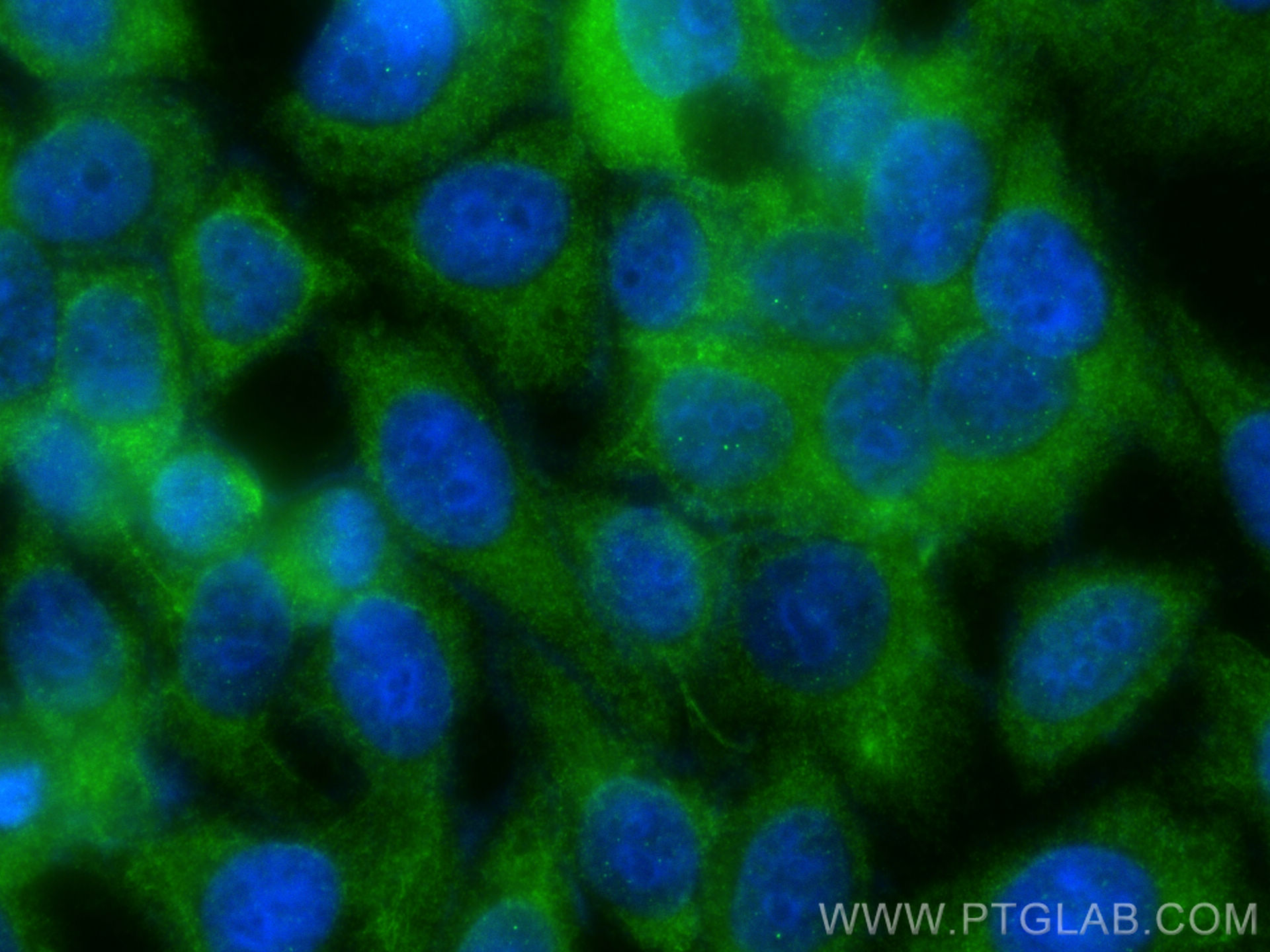 Immunofluorescence (IF) / fluorescent staining of HepG2 cells using WNT7A Polyclonal antibody (27177-1-AP)