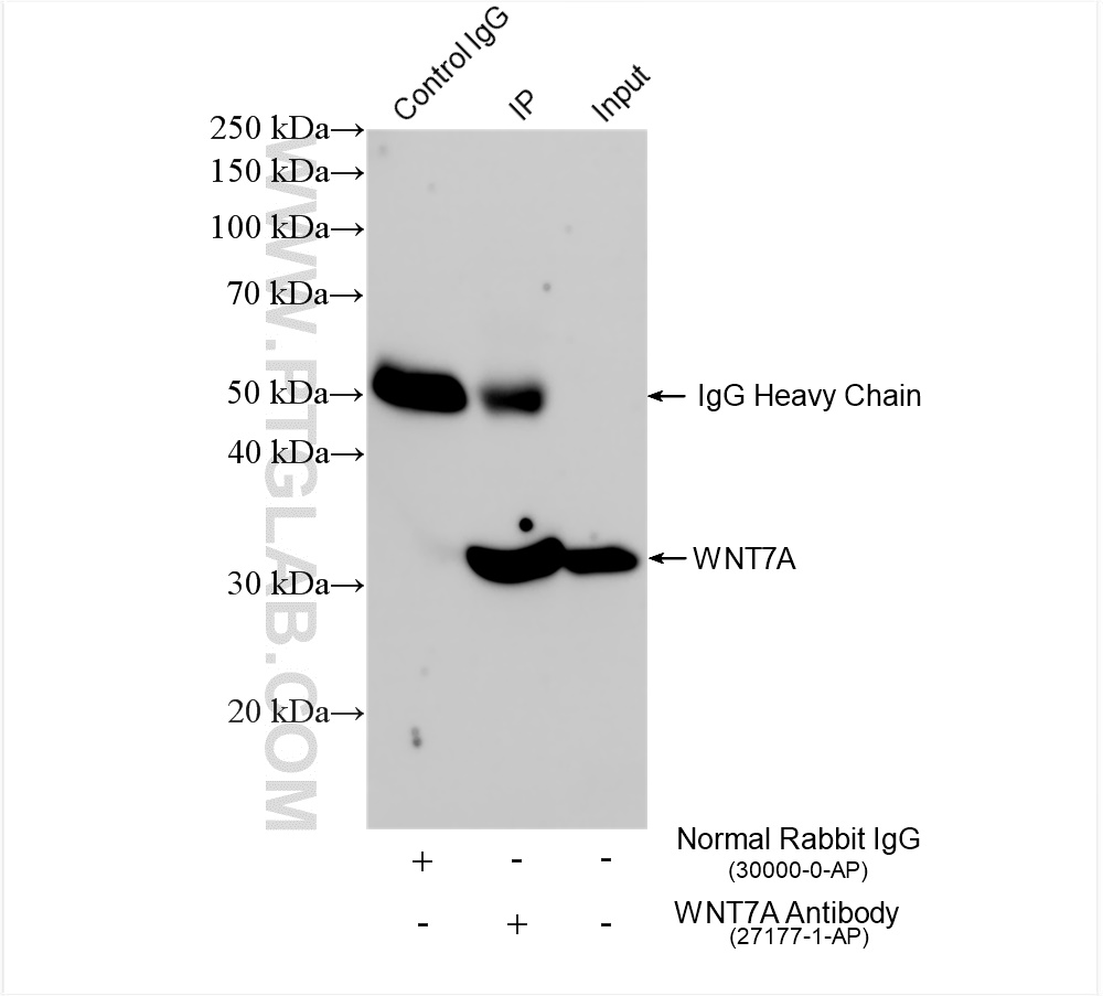 Immunoprecipitation (IP) experiment of mouse kidney tissue using WNT7A Polyclonal antibody (27177-1-AP)