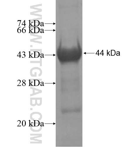 WWC3 fusion protein Ag15487 SDS-PAGE