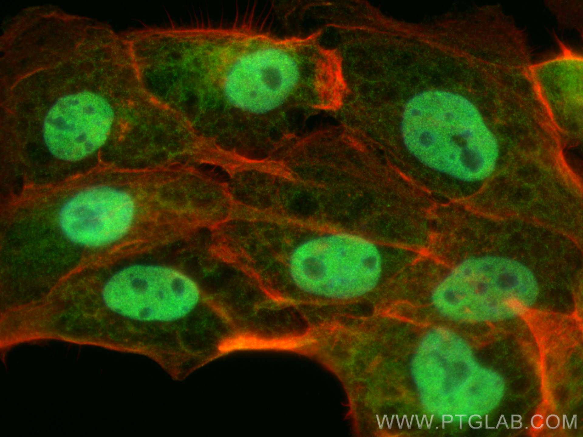 Immunofluorescence (IF) / fluorescent staining of U-251 cells using WWTR1 Polyclonal antibody (23306-1-AP)