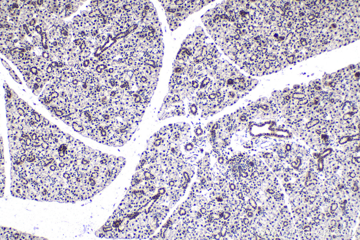 Immunohistochemistry (IHC) staining of mouse salivary gland tissue using XAB2 Polyclonal antibody (10637-1-AP)