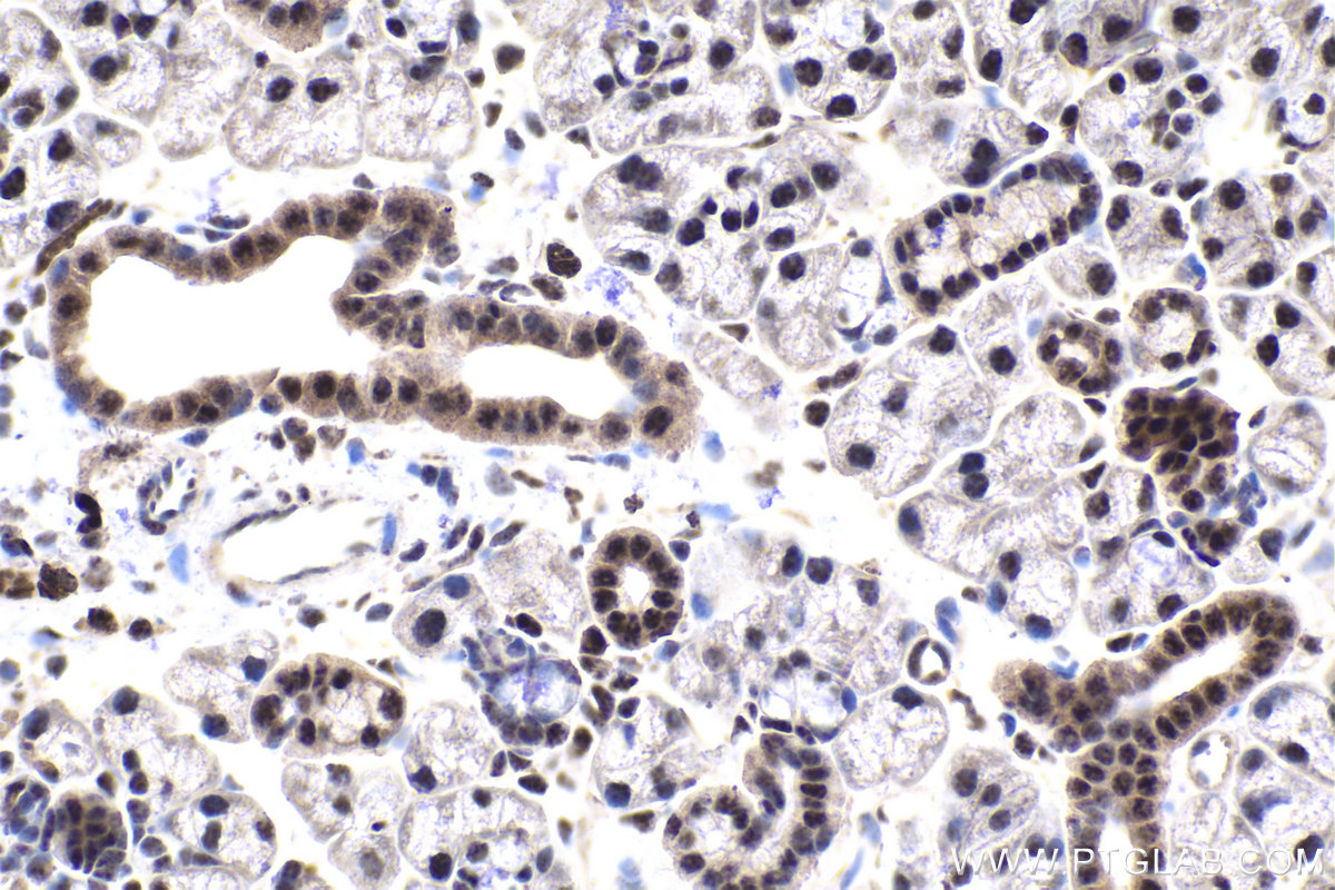 Immunohistochemistry (IHC) staining of mouse salivary gland tissue using XAB2 Polyclonal antibody (10637-1-AP)