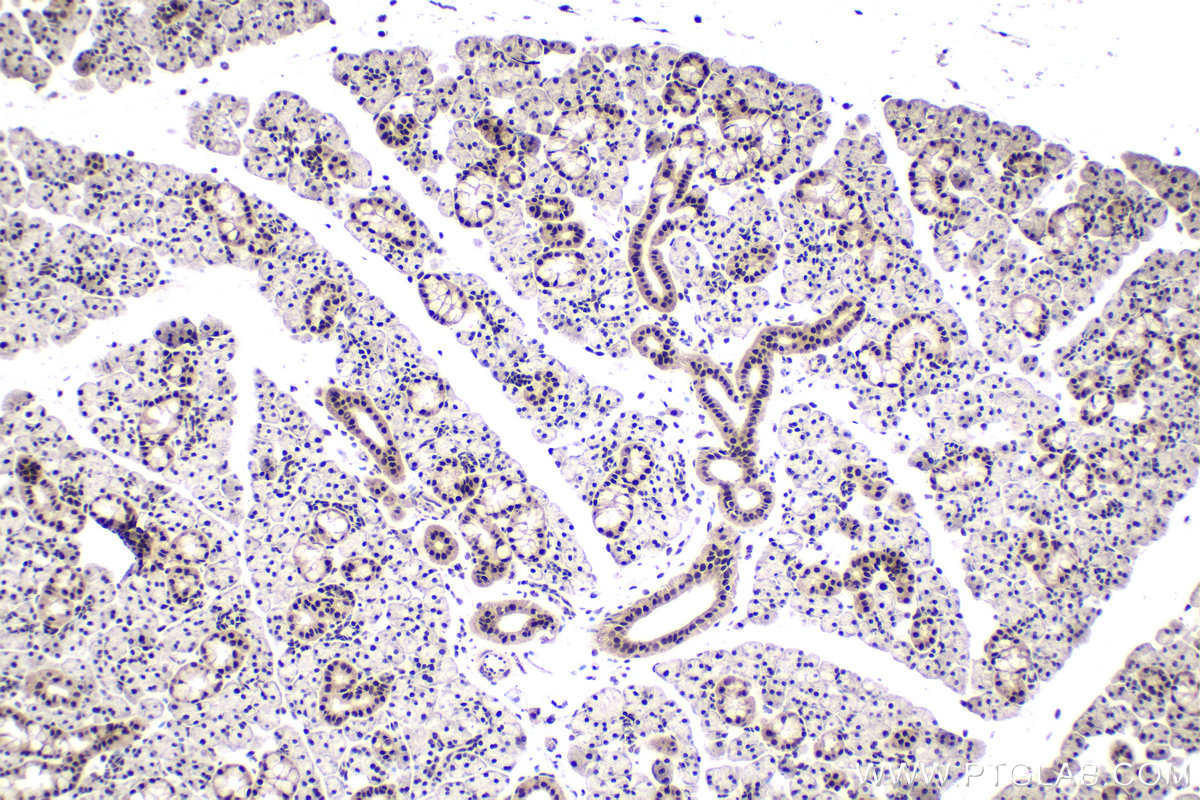 Immunohistochemistry (IHC) staining of rat salivary gland tissue using XAB2 Polyclonal antibody (10637-1-AP)