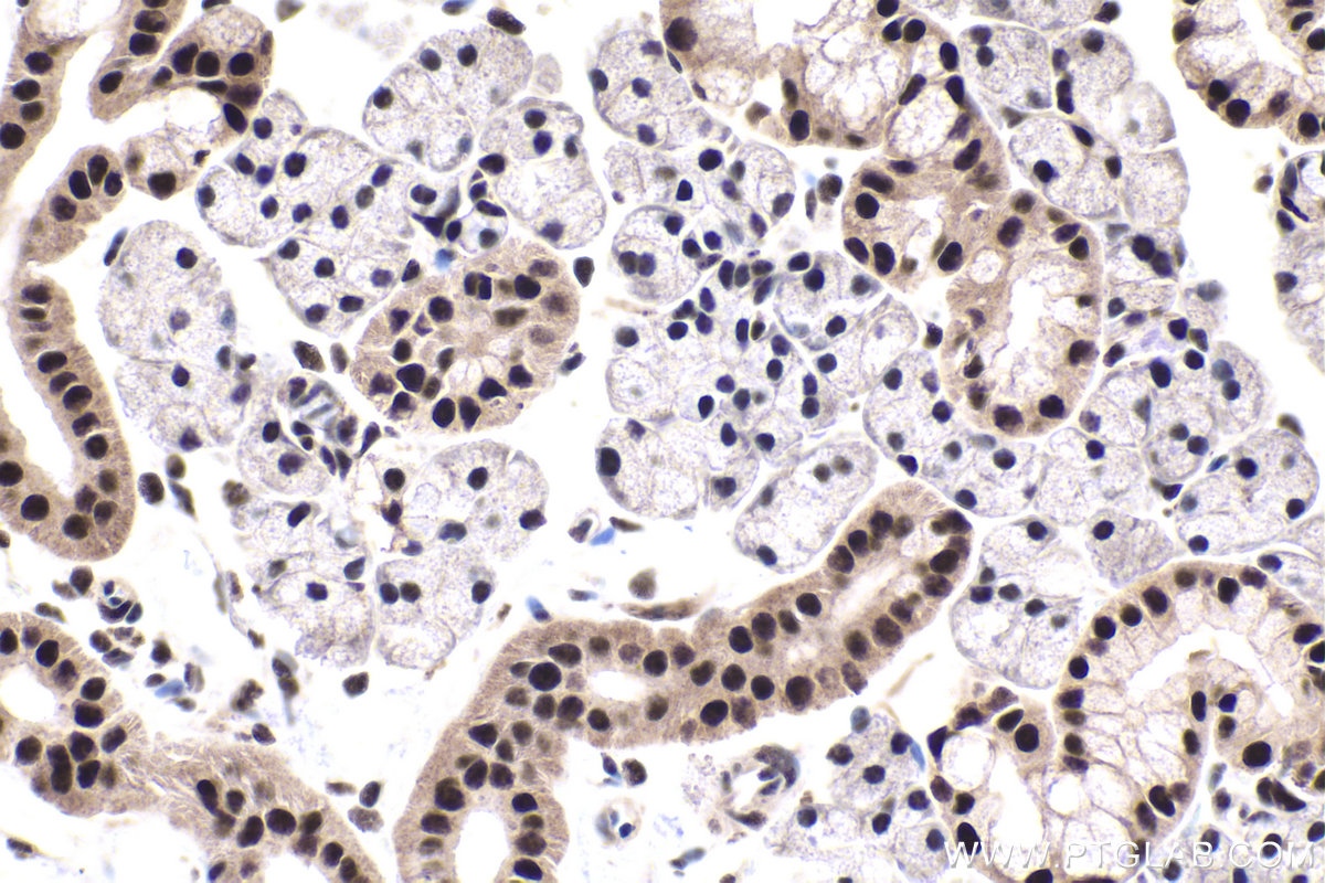 Immunohistochemistry (IHC) staining of rat salivary gland tissue using XAB2 Polyclonal antibody (10637-1-AP)