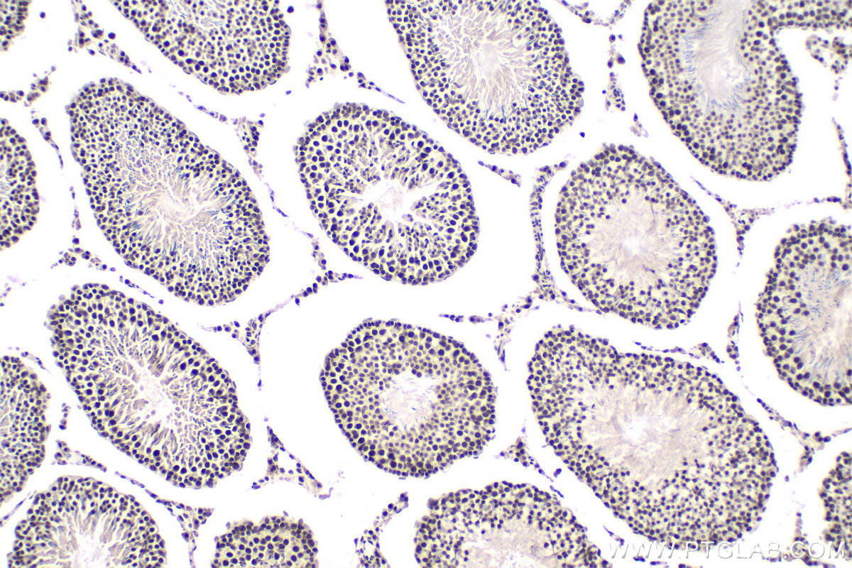 Immunohistochemistry (IHC) staining of rat testis tissue using XAB2 Polyclonal antibody (10637-1-AP)