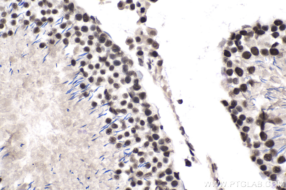 Immunohistochemistry (IHC) staining of rat testis tissue using XAB2 Polyclonal antibody (10637-1-AP)